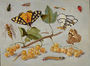 Butterflies and Insects c. 1655 Reproduction