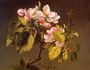 Apple Blossoms Reproduction