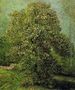 Chestnut Tree In Blossom II Reproduction