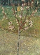 Almond Tree In Blossom Reproduction