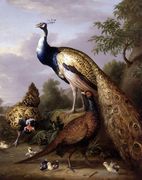 Peacock, Hen and Cock Pheasant in a Landscape Reproduction