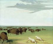 Buffalo Reproductions