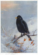 Winter Blackbird Reproduction