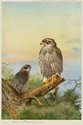 Goshawk Reproduction