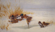 Mallard and Teal Reproduction