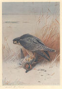 Peregrine Falcon on Teal Reproduction