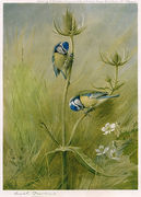 Blue Tits on Teasel Reproduction