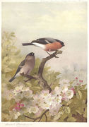 Cock and Hen Bullfinches Reproduction