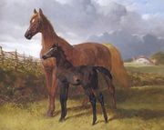 Chestnut Mare And Foal Reproduction