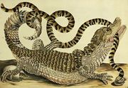 Alligator and Snake 1730 Reproduction