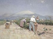 Vintage Harvest in Provence 1890 Reproduction