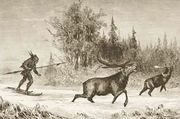 A Native American Moose hunting in the North Western Territory 1880 Reproduction