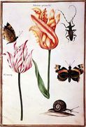 Two Broken Tulips, a Beetle, a Snail and two Butterflies Reproduction