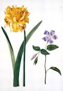 Double Daffodil and Periwinkle Reproduction