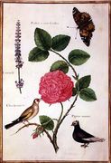 Centifolia Rose, Lavender, Tortoiseshell Butterfly, Goldfinch and Crested Pigeon Reproduction