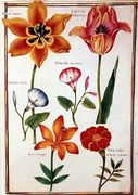 Two Tulips, Convolvulus, Lilium Bulbiferum and French Marigold Reproduction