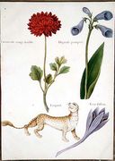 Ranunculus, Foxglove, Meadow Saffron and a Leopard Reproduction