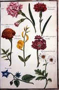 Two Carnations, French Marigold, Spanish Broom, Double Stock, Borage and Maguerite Reproduction