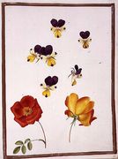 Six Heads of Pansies and Two Rosa Foetida Austrian Briar Reproduction