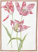 Three Broken Tulips Reproduction