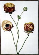 Ranunculus Asiaticus Reproduction