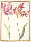 Two Broken Tulips Reproduction