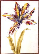 A Multicoloured Broken Tulip Reproduction