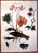 Cyclamen, Alpine Strawberry, a Lobster and a Frog Reproduction