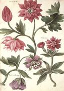 Stylised Study of Flowers by Nicolas Robert 1614-85 Reproduction