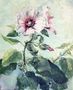 Study Of Pink Hollyhock In Sunlight From Nature Reproduction