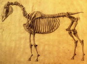 Finished Study for the First Skeletal Table of a Horse, c. 1766 Reproduction