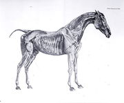 Third Anatomical Table, from The Anatomy of the Horse Reproduction