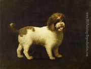 A Water Spaniel, 1769 Reproduction