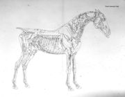 Fourth Anatomical Table, from The Anatomy of the Horse Reproduction