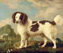 Brown and White Norfolk or Water Spaniel, 1778 Reproduction