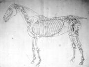 Anatomical study of a horse 2 Reproduction