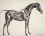 Plate from The Anatomy of the Horse, c.1766 Reproduction