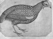 Guinea Fowl, from the The Vallardi Album Reproduction