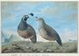 Male and Female Californian Partridge, from Voyage de La Perouse Reproduction