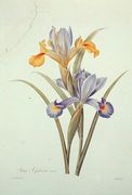 Iris Reproduction