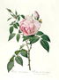 Rosa chinensis and Rosa gigantea, from Les Roses, 1817 Reproduction