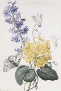 Hyacinth, Cyclamen and Narcissi Reproduction