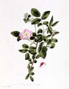 Rosa Acicularis Viridis Reproduction