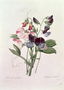 Sweet Peas Lathyrus odoratur from Choix des Plus Belles Fleurs, 1827-33 Reproduction