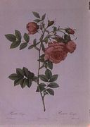 Rosa Rapa Reproduction