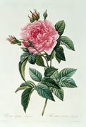 Rosa Gallica Regalis Reproduction