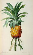 Bromelia Ananas, from Les Bromeliacees Reproduction