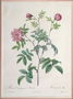 Rosa Cinnamomea Maialis, engraved by Chapuy, published by Remond Reproduction