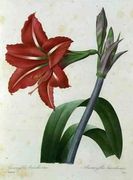 Amaryllis bresiliensis Brazilian amaryllis, engraved by Victor, from Choix des Plus Belles Fleur, c.1827-33 Reproduction