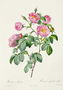 Rosa Mollissima, from Les Roses by Claude Antoine Thory 1757-1827 engraved by Victor, 1817 Reproduction